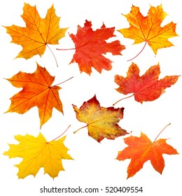 Collection Of Autumn Leaves On White Background