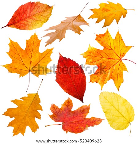 Collection of autumn leaves on white background