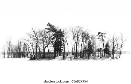 Collection Of Bare Trees In A Snowy Landscape, With Wash Out Sky.  Paint Like Photo.