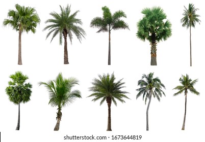 Collection Beautiful coconut and palm trees Isolated on white background , Suitable for use in architectural design , Decoration work , Used with natural articles both on print and website.