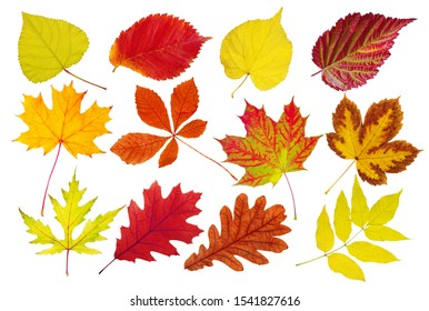 Collection Beautiful Colorful Autumn Leaves Deciduous Stock Photo ...