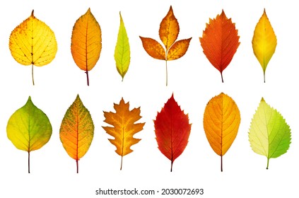 Collection Beautiful Colorful Autumn Leaves Isolated Stock Photo ...