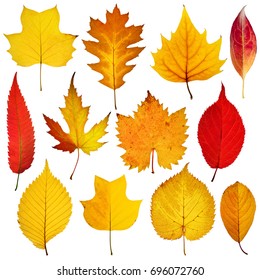 collection beautiful colorful autumn leaves isolated on white background - Shutterstock ID 696072760