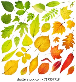 Collection Beautiful Colorful Autumn Leaves Isolated Stock Photo ...