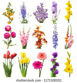 Collection beautiful flowers assorted delphinium, gladiolus, lily, kerria japonica, daffodil, gerbera, bell and tulip isolated on white background. Flat lay, top view - Powered by Shutterstock