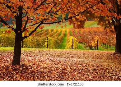 Autumn Vineyard Images Stock Photos Vectors Shutterstock