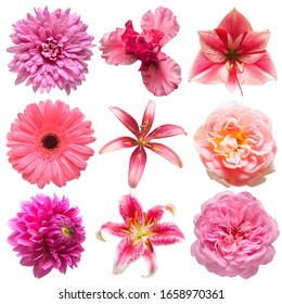 Collection beautiful head pink flowers of lily, amaryllis, iris, dahlia, daisy, gerbera isolated on white background. Beautiful floral delicate composition. Flat lay, top view