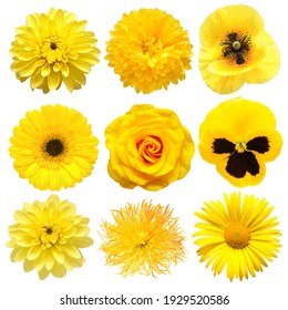 Collection beautiful head yellow flowers of dahlia, gerbera, chrysanthemum, pansies, daisy, rose, poppy isolated on white background. Beautiful floral delicate composition. Flat lay, top view - Powered by Shutterstock