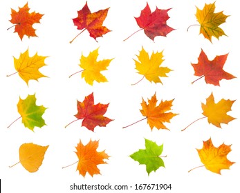 Collection Beautiful Maple Leaves Isolated On Stock Photo 167671904 ...