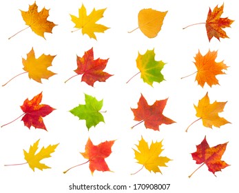 Collection Beautiful Maple Leaves Isolated On Stock Photo 170908007 ...