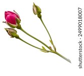 Collection of beautiful pink roses, flowers, buds and leaf, isolated over a transparent background, cut-out floral, perfume  essential oil or garden design elements, top view  flat lay, PNG