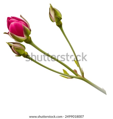 Similar – Image, Stock Photo Rose buds and petals on a textured paper background. Background for Mother’s Day, St. Valentine’s Day, March 8. Top view, flat lay. Card design. Template with copy space.