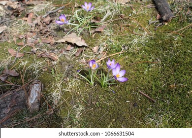 A collection of beautiful, purple Cretan Crocus' bloom on a shady, moss-covered, backyard forest floor