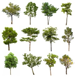 collection off green trees isolated | Nature Stock Photos ~ Creative Market