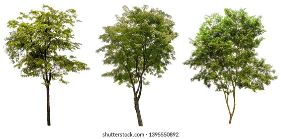 Four Seasons Maple Tree Isolated On Stock Photo 1860758917 | Shutterstock