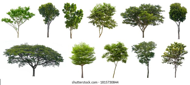 Collection Beautiful Trees Isolated on white background , Suitable for use in architectural design , Decoration work , Used with natural articles both on print and website. - Shutterstock ID 1815730844
