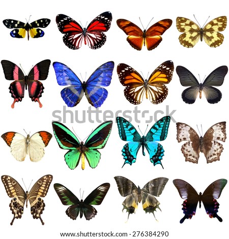 Collection of beautiful tropical butterflies isolated on white background,Set of realistic colorful tropical butterflies and insect, zoology, entomology, biology