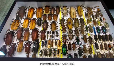 Collection Of Beetle With Pin.Insect Collection Of Entomologist. A Rare Collection Of Beetles In A Showcase Collector.