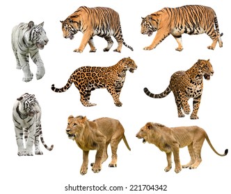 Collection Of  Big Cat (panthera) Isolated On White Background