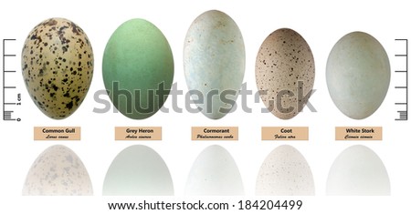 Collection of bird's eggs isolated on white ( Larus canus, Ardea cinerea, Phalacrocorax carbo, Fulica atra, Ciconia ciconia)