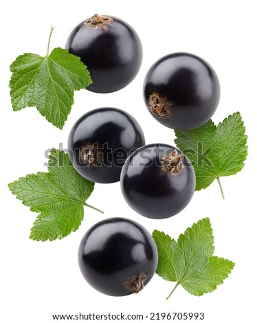 Collection black currant with leaves. Currant isolated on white background. Currant fruit clipping path. Currant macro studio photo
