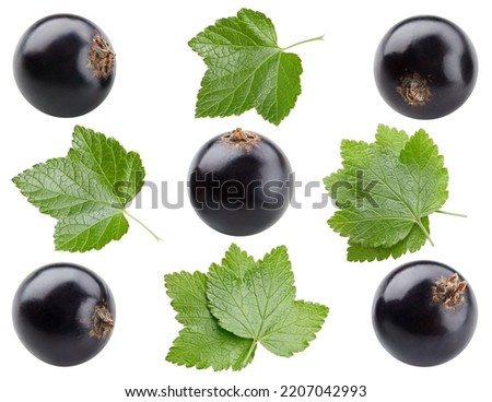 Collection black currant with leaves. Currant isolated on white background. Currant fruit clipping path. Currant macro studio photo