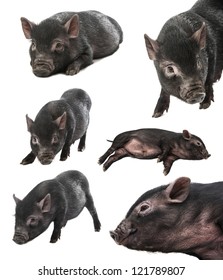 Collection Of A Black Farm Pig