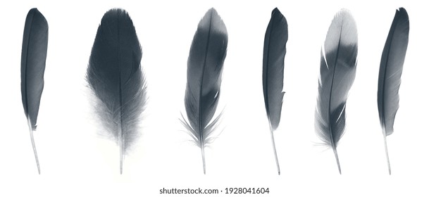 Black Feather Images, Stock Photos & Vectors | Shutterstock