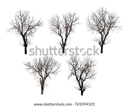 Collection of black tree silhouettes isolated on white background , silhouette of trees