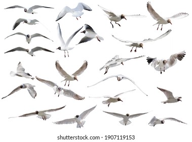collection of black-headed gulls in flight isolated on white background