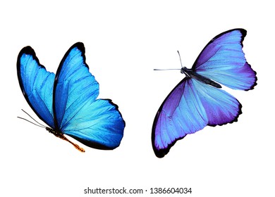 Blue Butterflies Isolated On White Background Stock Photo (Edit Now ...