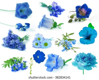 Collection Of Blue Flowers Isolated On White Background