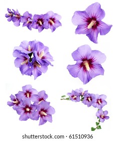 Collection Of Blue Hibiscus Flowers