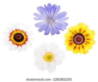 Collection of blue pink white flowers isolated on white background. Selection of anemone, chicory, chrysanthemum. - Shutterstock ID 2282802205