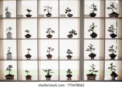 the collection of bonsai on the shelf