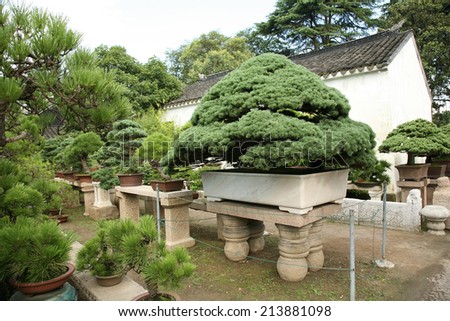 Collection of bonsai trees, Asia