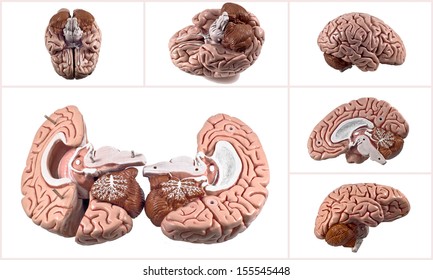 Collection of brain and skull isolated