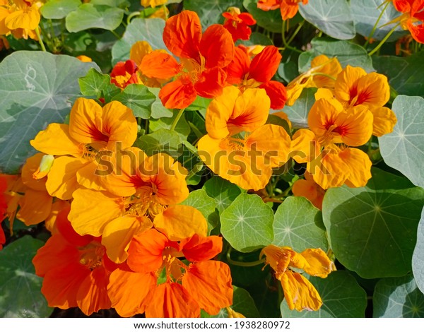 Collection of bright yellow and orange flowers in\
a botanical garden