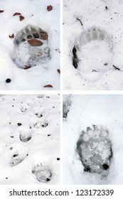 Collection Of Brown Bear ( Ursus Arctos ) Tracks In Snow