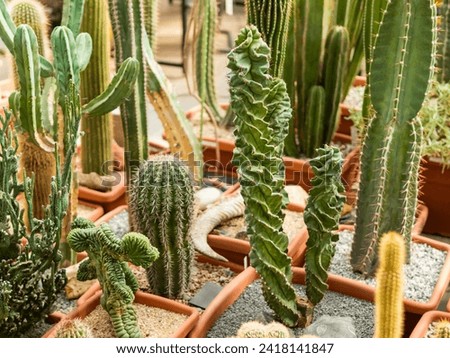 Collection of cacti, including Saguaro or Carnegiea gigantea, ceroid cactus or cereus, and others. Prickly plants in different peat flower pots. Growing plants in greenhouse as hobby. Floriculture.