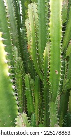 a collection of cacti with sharp thorns