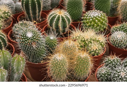 Collection of cactus plants in pots as a background.Various cacti mix in the greenhouse.Tropical succulents for decor. Selective focus. Group of various indoor cacti and succulent plants in pots