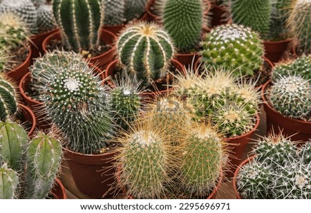 Collection of cactus plants in pots as a background.Various cacti mix in the greenhouse.Tropical succulents for decor. Selective focus. Group of various indoor cacti and succulent plants in pots