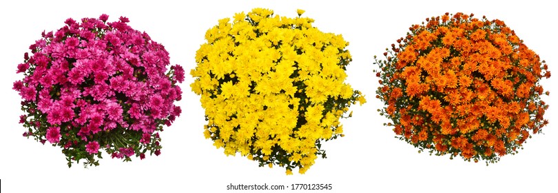 Collection chrysanthemum multiflora flowers orange, yellow and pink in pot isolated on white background. Flat lay, top view - Powered by Shutterstock