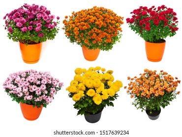 Collection chrysanthemum multiflora isolated on white background. Flowers multicolored autumn in pot. Flat lay, top view - Powered by Shutterstock