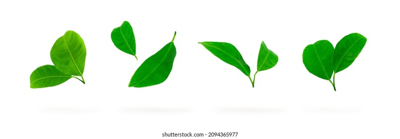 Collection of citrus leaves on white background. Falling citrus leaves isolated on a white background
