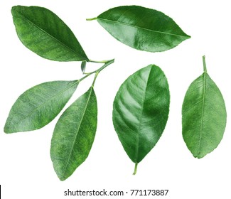 697,626 Lemon with leaves Images, Stock Photos & Vectors | Shutterstock