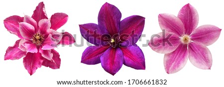 Collection clematis flower head isolated on white background. Perfectly retouched, full depth of field on the photo. Floral pattern, object. Flat lay, top view