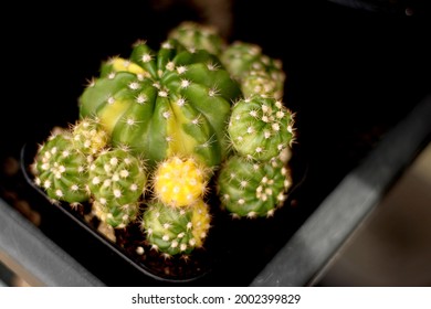 Collection Of Close Up Shot Of Variant Variegated Echinopsis Subdenudata Group. Easter Lily Cactus Pot. Home Botanical Garden. 