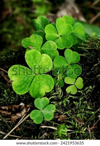 Collection of clover leaves. Colorful photography, natural scene with a fabulous, fairy tail atmosphere. Cute green clover leaves, grass, moss close-up.